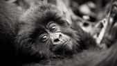 Ce jeune âgé de 6 mois environ est un joli symbole de la vitalité actuelle de la population de gorilles de montagne. Dian Fossey est l’une des premières à les avoir mis en lumière et les efforts continus de conservation depuis son assassinat en 1985 ont permis à la population de passer d’environ 250 à un peu plus de 1.000 au dernier recensement (2018). C’est un réel succès et c’est actuellement la seule population de grands singes en augmentation. Même si les défis demeurent nombreux, ils sont le symbole qu’une forte mobilisation, à condition que l’on s’en donne les moyens, peut payer.